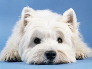 terrier kopek