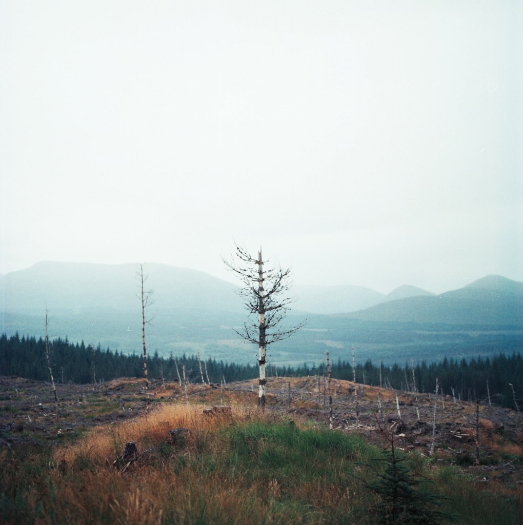 dead tree